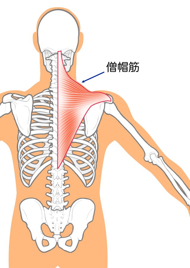 僧帽筋