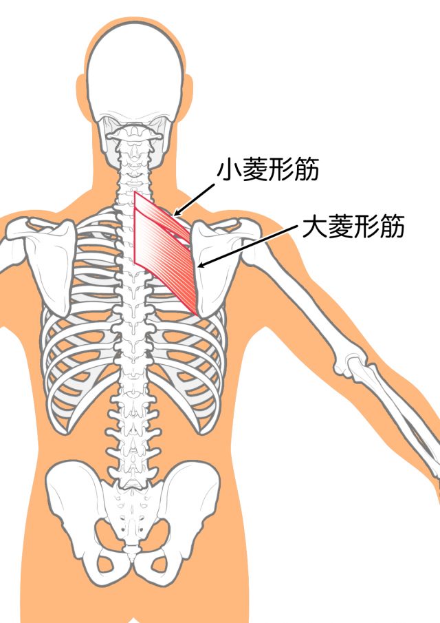 菱形筋