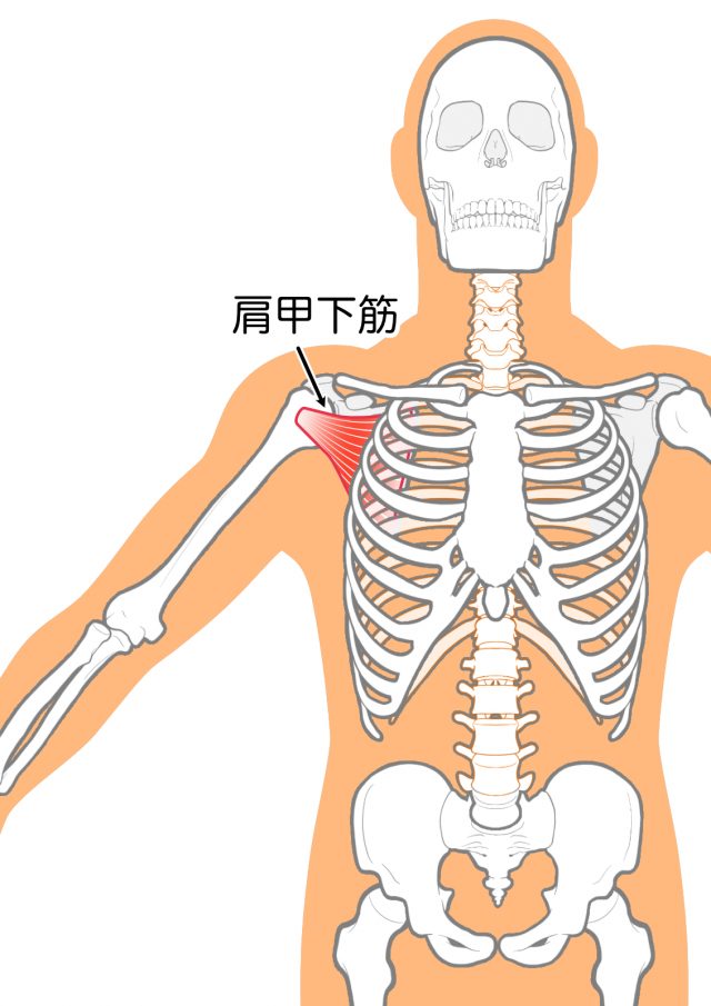 肩甲下筋