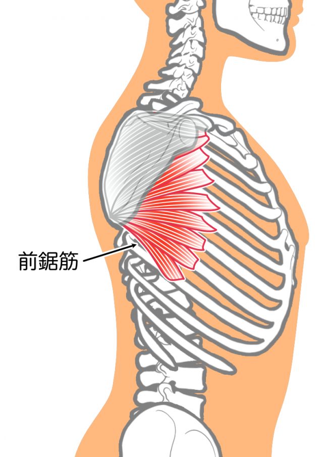 前鋸筋